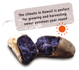 The climate in Hawaii is perfect for growing and harvesting sweet potatoes year round